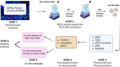 CD44 targeted delivery of oncolytic Newcastle disease virus encapsulated in thiolated chitosan for sustained release in cervical cancer: a targeted immunotherapy approach
